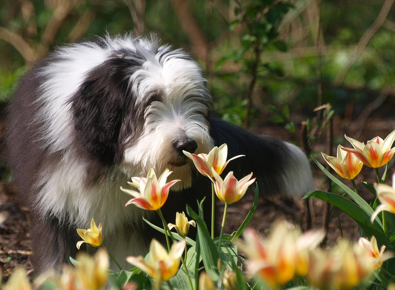 bearded collie hund