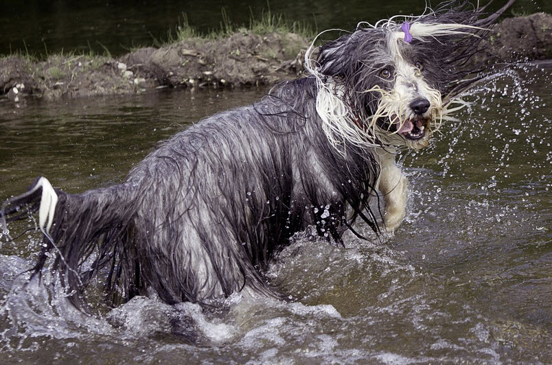 glad bearded collie i vatten